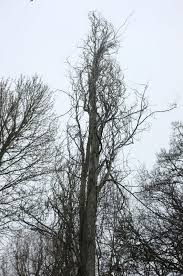 Attēlu rezultāti vaicājumam “Populus x canescens”