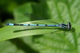 Attēlu rezultāti vaicājumam “Coenagrion puella”