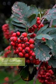 Attēlu rezultāti vaicājumam “Sorbus hybrida”