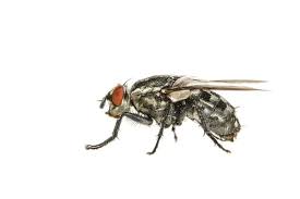 Attēlu rezultāti vaicājumam “Sarcophagidae”