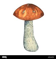 Attēlu rezultāti vaicājumam “Leccinum aurantiacum”