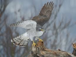 Image result for Goshawks G C