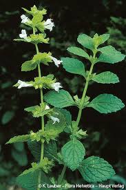 Image result for Melisse