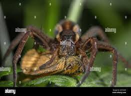 Attēlu rezultāti vaicājumam “Dolomedes fimbriatus”
