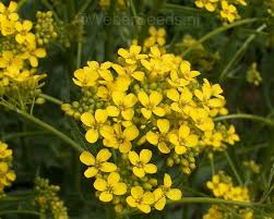 Attēlu rezultāti vaicājumam “Bunias orientalis flower”