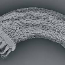 Attēlu rezultāti vaicājumam “Plagiothecium nemorale”