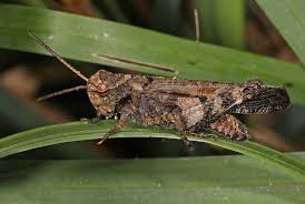 Attēlu rezultāti vaicājumam “Orthoptera”