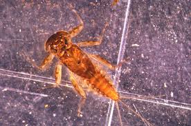 Attēlu rezultāti vaicājumam “Ephemeroptera larvae”