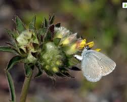 Attēlu rezultāti vaicājumam “Cupido minimus underside”