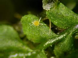 Attēlu rezultāti vaicājumam “Octosporella jungermanniarum”