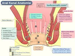 Image result for b%FD%E7ak anatomisi