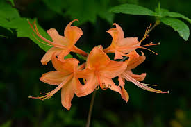 Attēlu rezultāti vaicājumam “Rhododendron calendulaceum”