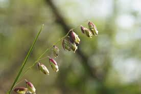 Attēlu rezultāti vaicājumam “Melica nutans leaf”