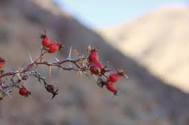 Attēlu rezultāti vaicājumam “Rosa subcanina fruit”