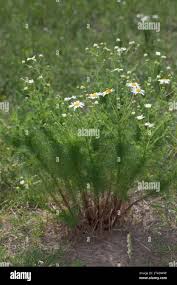 Attēlu rezultāti vaicājumam “Tripleurospermum inodorum leaf”