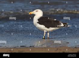 Attēlu rezultāti vaicājumam “Larus marinus adult”