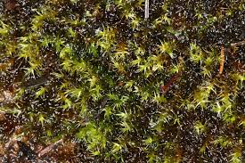 Attēlu rezultāti vaicājumam “Drepanocladus polygamus”