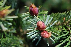 Attēlu rezultāti vaicājumam “Picea abies fruit”