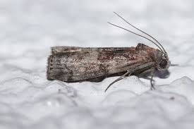 Attēlu rezultāti vaicājumam “Phycita roborella”