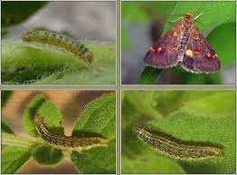 Attēlu rezultāti vaicājumam “Pyrausta aurata”