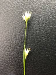 Attēlu rezultāti vaicājumam “Rhynchospora alba flower”