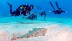 Image result for Canary Divers