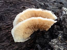 Attēlu rezultāti vaicājumam “Phlebia tremellosa”