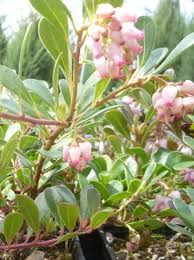 Attēlu rezultāti vaicājumam “Exobasidium uvae-ursi”