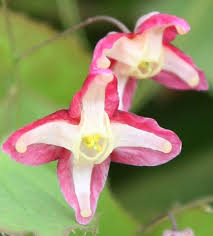Attēlu rezultāti vaicājumam “Epimedium alpinum  flower”