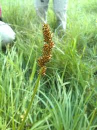 Attēlu rezultāti vaicājumam “Carex vulpina”