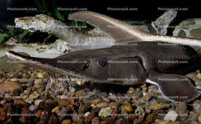 Image result for Scaphirhynchus platorynchus