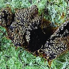 Attēlu rezultāti vaicājumam “Didymium tussilaginis macro”