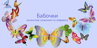 Attēlu rezultāti vaicājumam “Lamellocossus terebra”