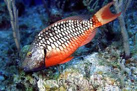 Image result for Sparisoma viride