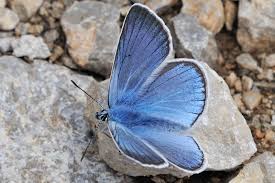 Attēlu rezultāti vaicājumam “Agrodiaetus amandus female”