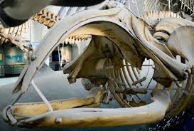 Image result for Eubalaena glacialis