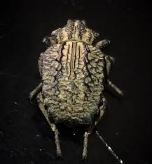 Image result for Brachycerus undatus