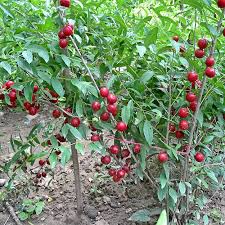 Attēlu rezultāti vaicājumam “Cerasus”