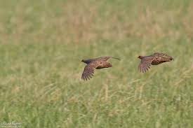 Attēlu rezultāti vaicājumam “Perdix perdix adult”