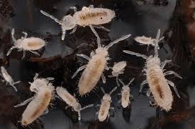 Attēlu rezultāti vaicājumam “Collembola”