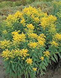 Attēlu rezultāti vaicājumam “Solidago canadensis”