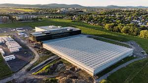 Attēlu rezultāti vaicājumam “Medicago”