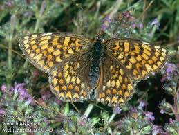 Attēlu rezultāti vaicājumam “Mellicta athalia”