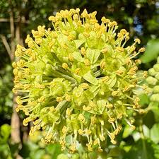 Attēlu rezultāti vaicājumam “Hedera helix  flower”