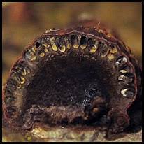 Attēlu rezultāti vaicājumam “Hypoxylon fragiforme / howeianum”