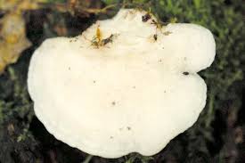 Attēlu rezultāti vaicājumam “Tyromyces chioneus”