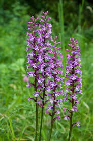 Attēlu rezultāti vaicājumam “Gymnadenia conopsea leaf”