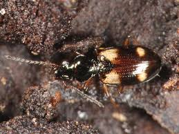 Attēlu rezultāti vaicājumam “Bembidion quadrimaculatum”