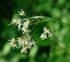 Attēlu rezultāti vaicājumam “Luzula luzuloides”