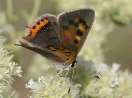 Attēlu rezultāti vaicājumam “Lycaena phlaeas male”